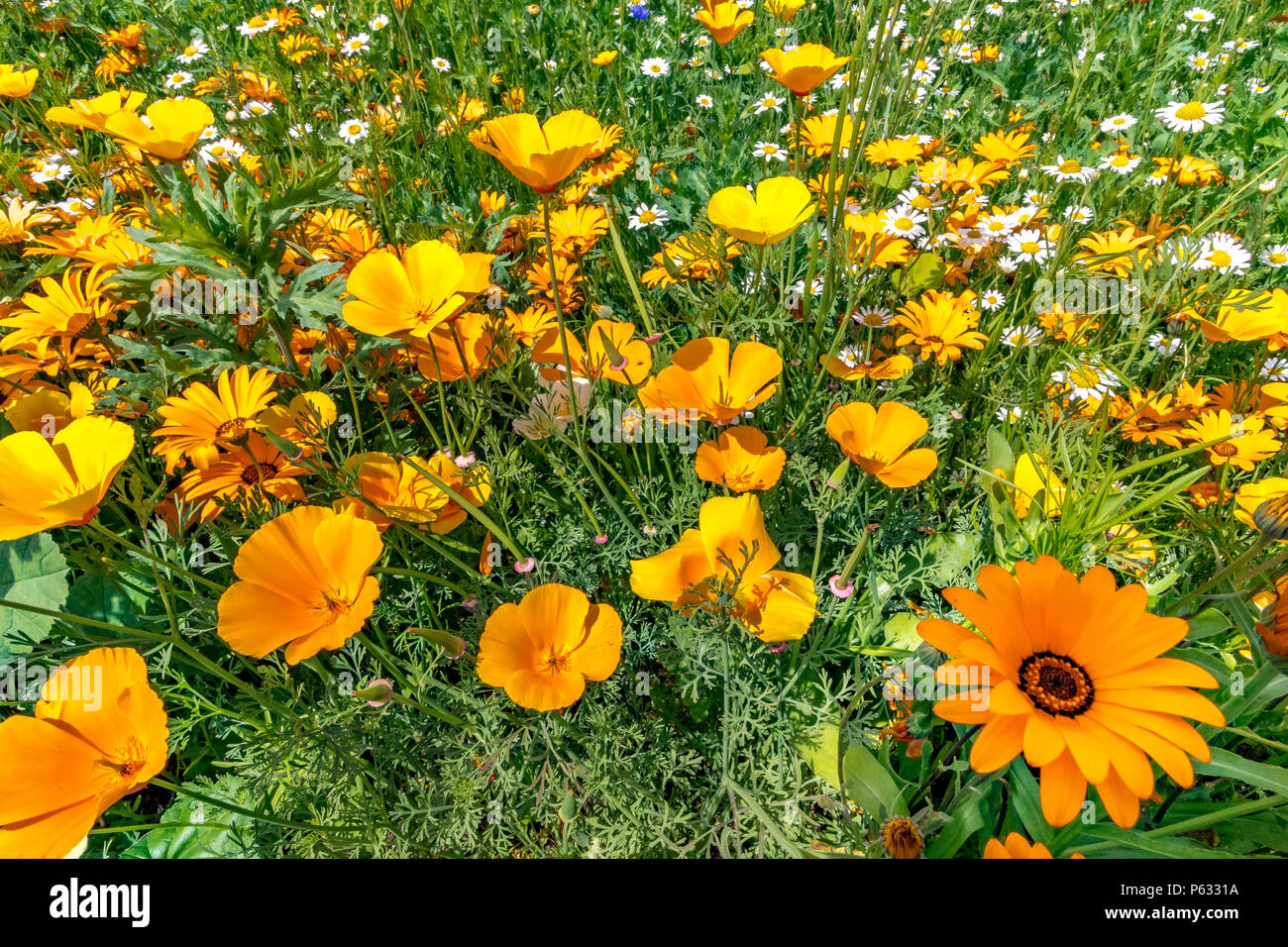 Margherite africane arancioni, Diorphotheca sinusata e papavero californiano, Eschscholzia californica in un misto di fiori selvatici confine, Inghilterra, Regno Unito Foto Stock