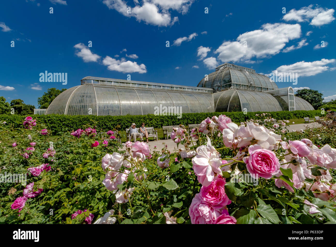Due persone sedute su un banco di lavoro nella parte anteriore del Palm House di Kew Gardens con le rose rosa ,Rosa Maid Marion nel giardino di rose a Kew Foto Stock