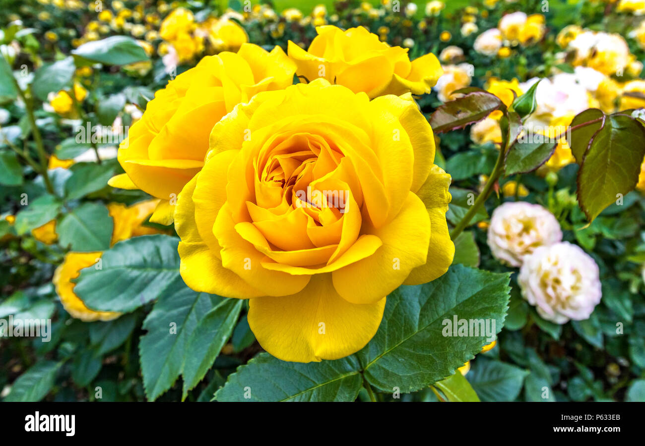 Rosa gialla ,Rosa "assolutamente favoloso' Wekvossutono , una rosa floribunda con grappoli di fiori gialli Foto Stock