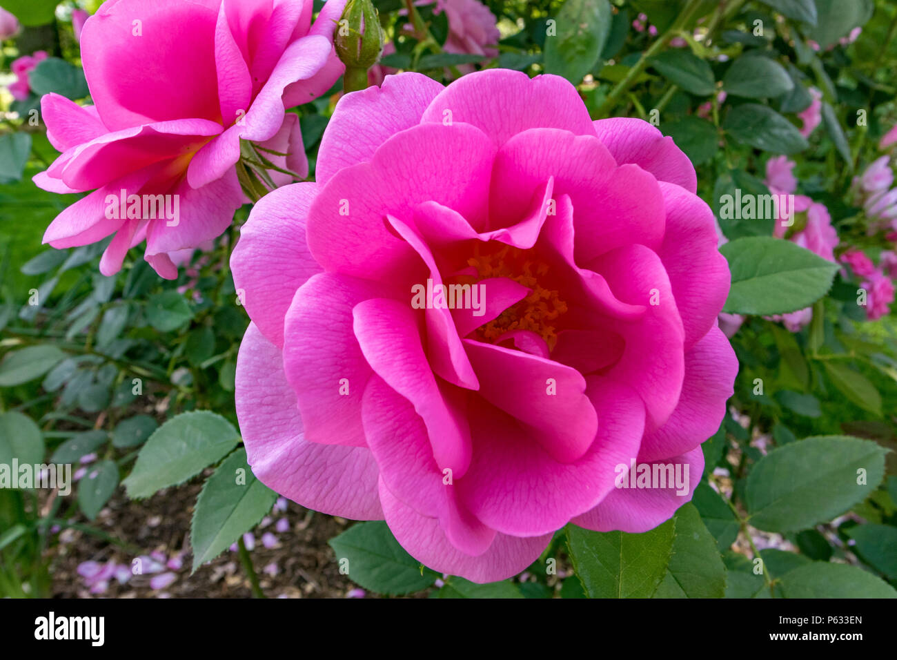 Vibrant Pink Rose, Rosa cariad 'Auspanier', Inghilterra, Regno Unito Foto Stock