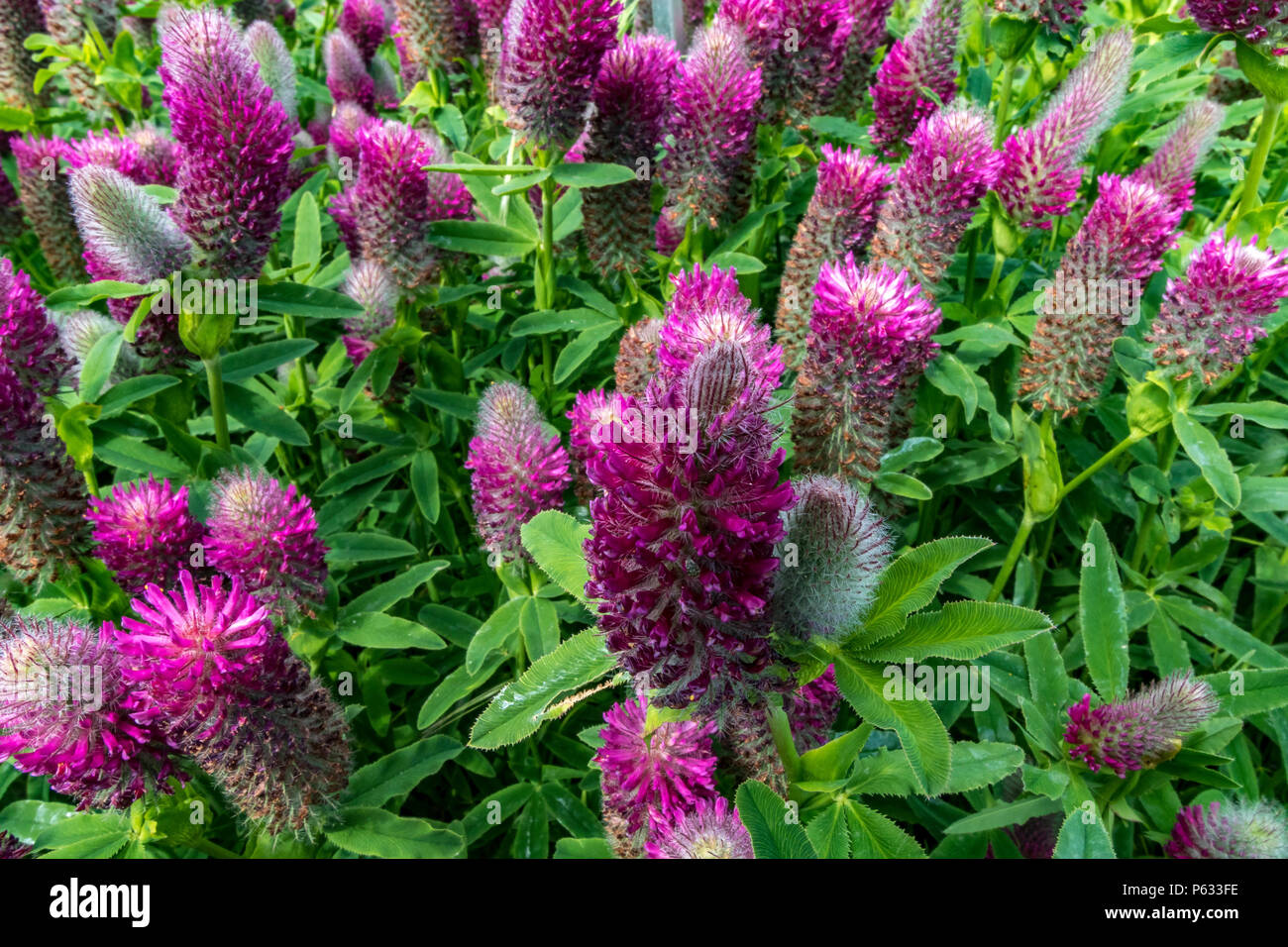 Rosso trifoglio sfumato , Trifolium rubens un bel trifoglio ornamentali che attira api e farfalle con spazzola morbida come fiori malva Foto Stock
