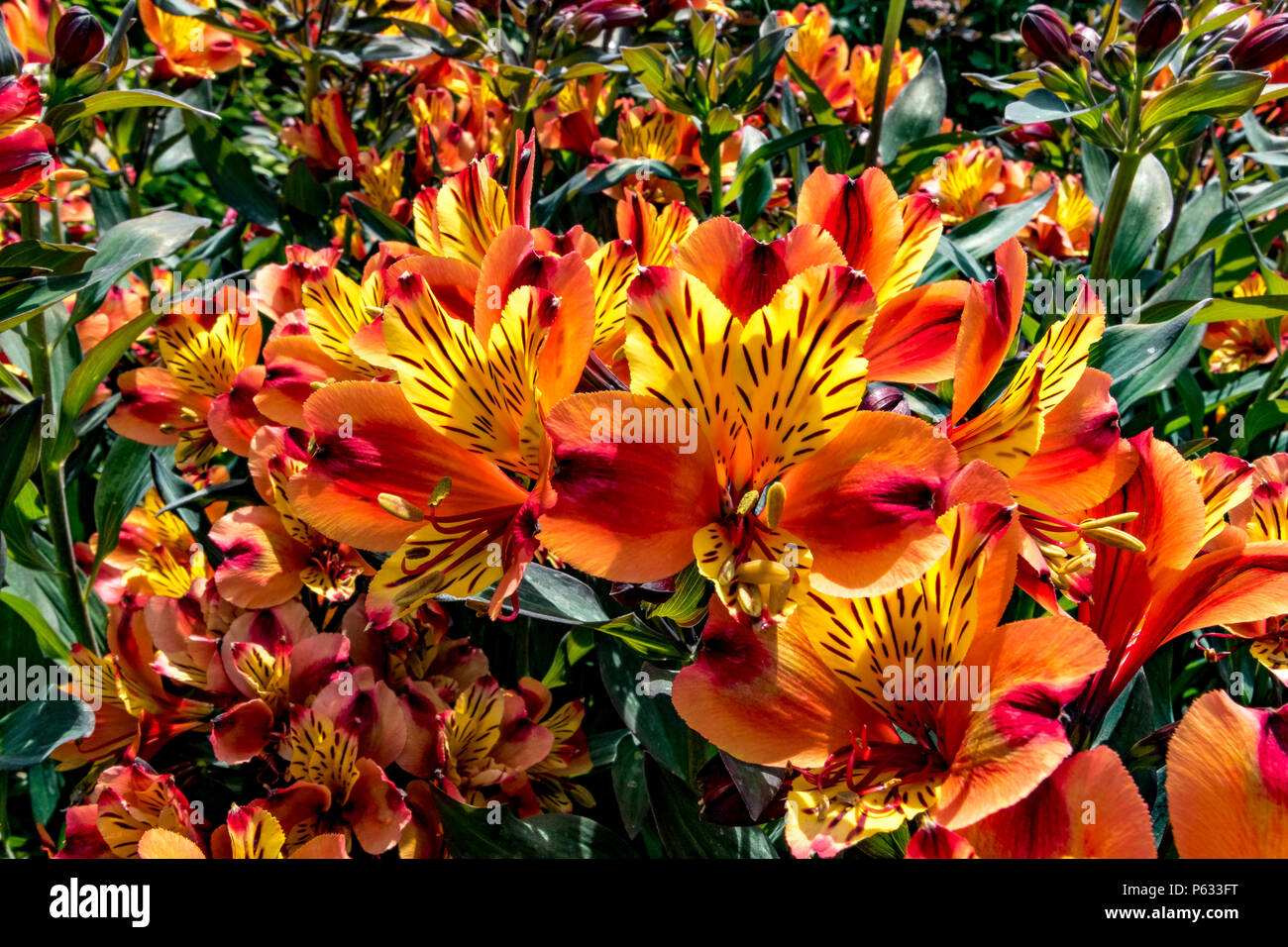 Giglio peruviano , Alstroemeria Indian Summer Tesrono , un perenne erbaceo con fiori a forma di imbuto, arancio e giallo, Regno Unito Foto Stock