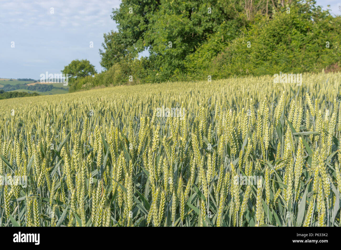 Campo di grano del Regno Unito. Grano verde a maturazione / Triticum raccolto in un campo con cielo estivo dietro. Cibo che cresce nel campo. Foto Stock