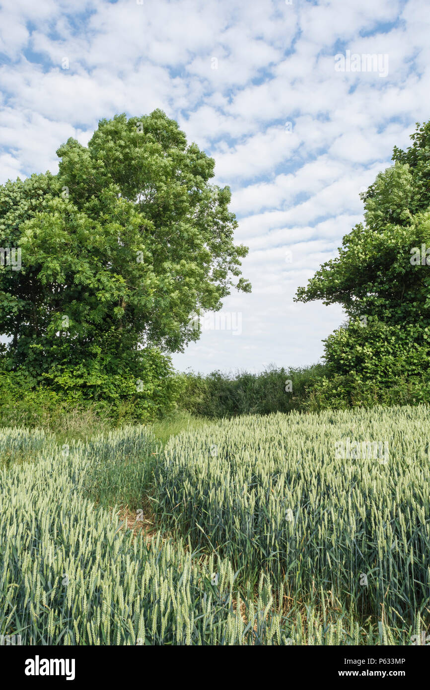 Campo di grano del Regno Unito. Grano verde a maturazione / Triticum raccolto in un campo con cielo estivo dietro. Foto Stock