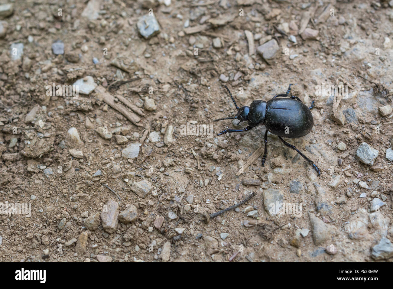Coleottero nero grande (circa 2 cm di lunghezza) su terreno di paglia. In realtà un Beetle blody-nosed / Timarcha tenebricosa - parte dell'ordine Coleoptera. Insetti UK. Foto Stock