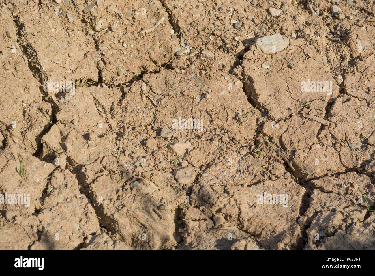 Crepe profonde nel suolo falciato d'acqua dell'area ritagliata - per cambiamenti climatici, cedimenti di raccolto di siccità, perdite di raccolto, concetto di onda di calore, raccolti di onda di calore. Foto Stock