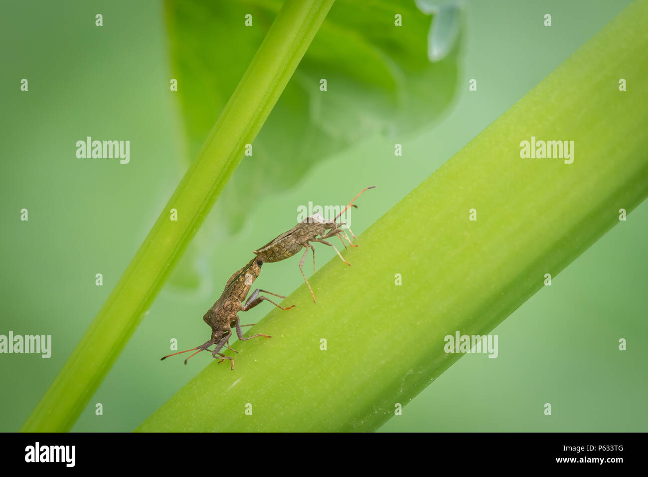 Due dock di accoppiamento bugs (Coreus marginatus, Coreidae) seduto su un gambo verde Foto Stock