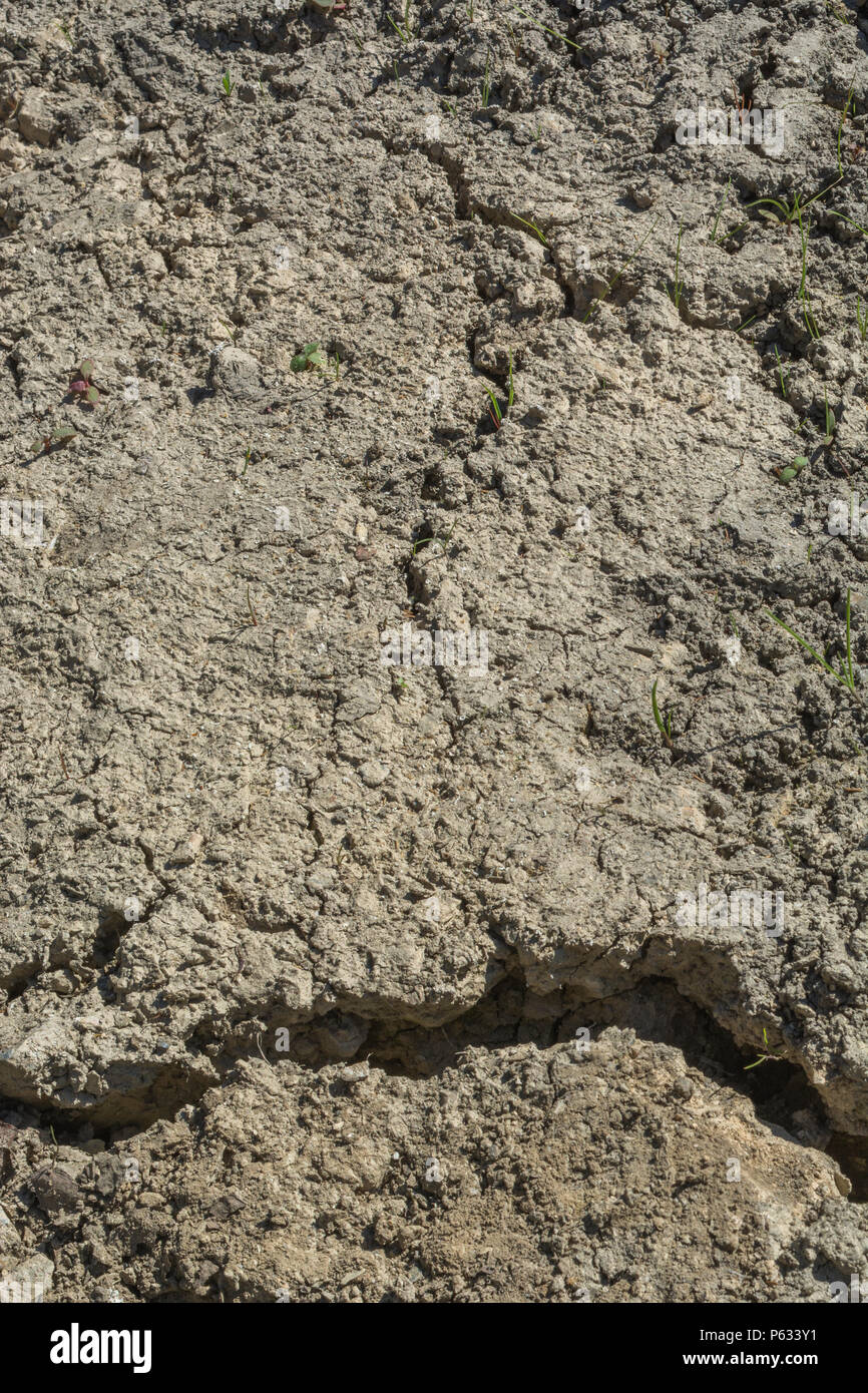 Crepe profonde in acqua arido suolo di area ritagliata - metafora per la siccità, fallimento di raccolto, le perdite di raccolto, la carestia, canicola concetto, split, canicola colture. Foto Stock