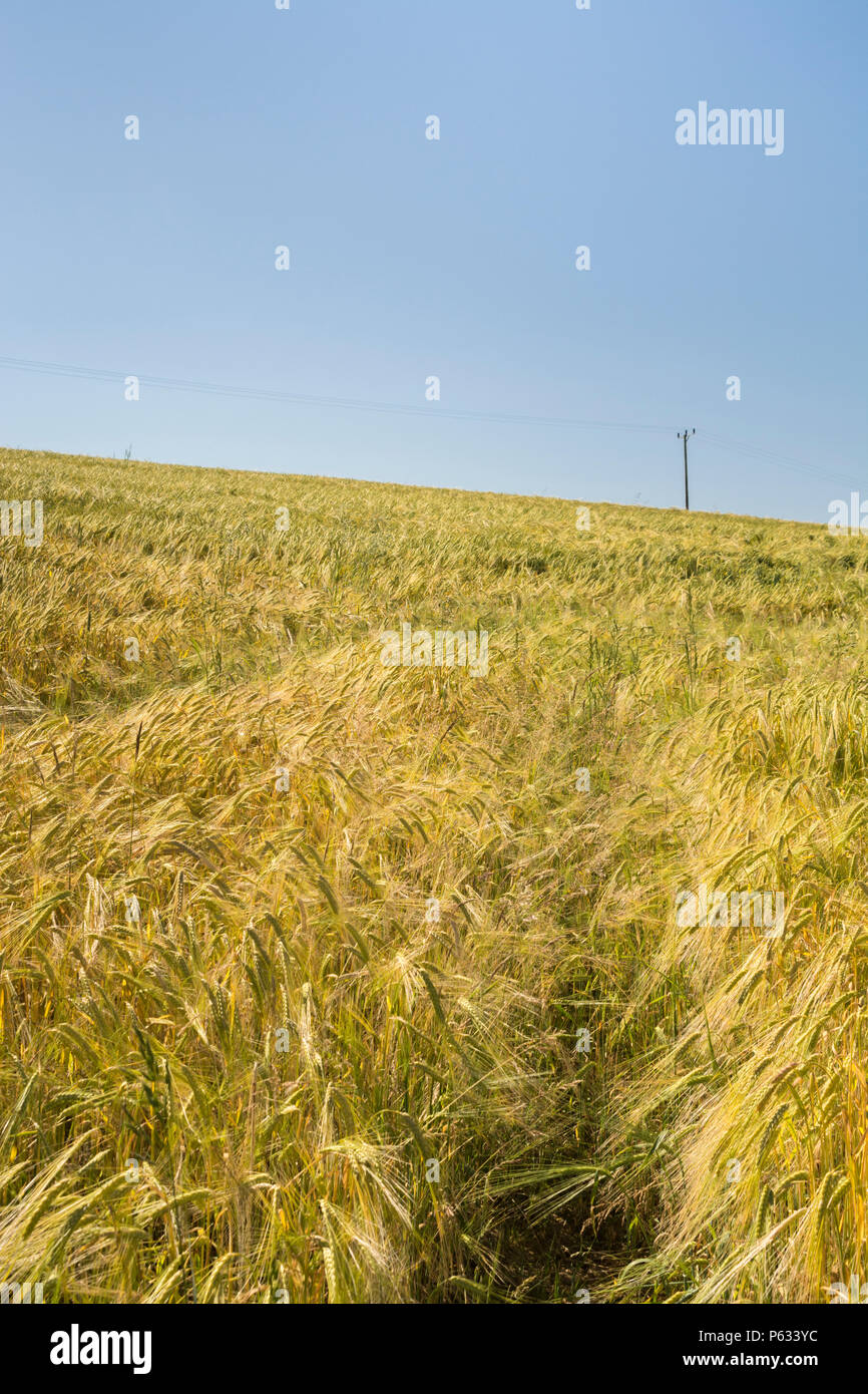 Campo in pendenza della maturazione di orzo (Hordeum) set contro il sole estivo blu cielo. Foto Stock