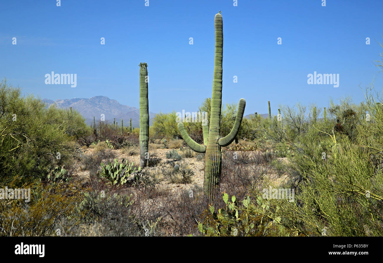 Cactus Saguaro in Arizona Deserto Sonoran ad ovest di Tucson Foto Stock