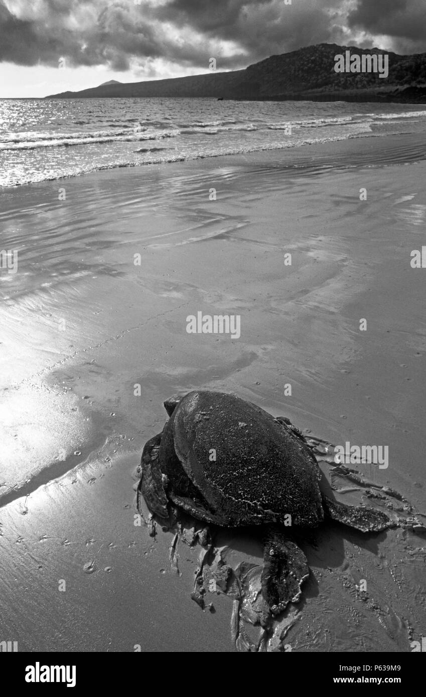 PACIFIC tartaruga verde (Chelonia Mydas) ritorna al mare dopo il nesting - isola Floreana, isole Galapagos, ECUADOR Foto Stock