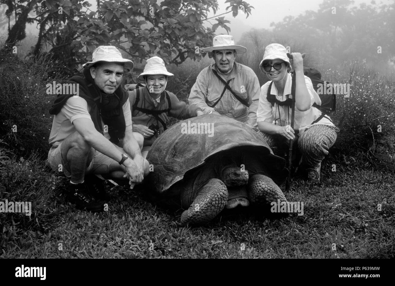 La tartaruga gigante (Geochelone elephantopus) accoppiamento inizia a 40 anni - ISLA ISABELLA, isole Galapagos, ECUADOR Foto Stock