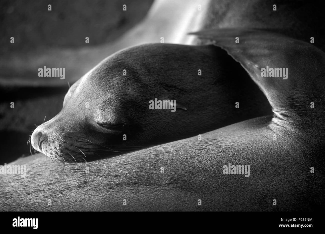 SEA LION (Zalophus californianus) napping a James Bay - ISLA SANTIAGO, isole Galapagos, ECUADOR Foto Stock