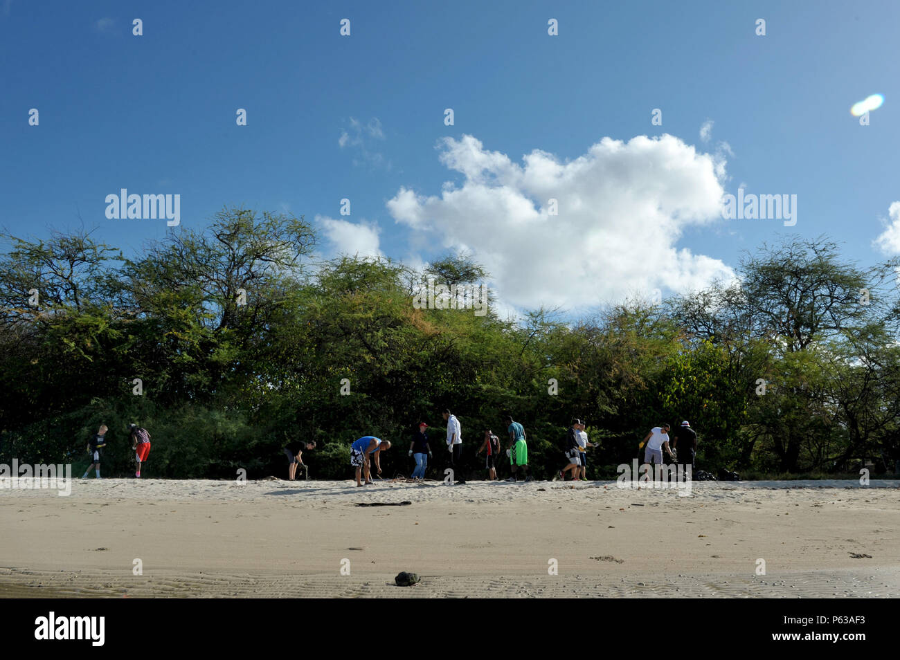 160416-N-UI636-191 PEARL HARBOR (16 aprile 2016) volontari rimuovere il cestino dal litorale durante una spiaggia pulita fino evento alla base comune perla Harbor-Hickam "Dog Beach". Durante l'evento, volontari focalizzata sulla cancellazione cestino rifiuti verdi e invasivo della specie di pianta da riva. (U.S. Foto di Marina di Massa lo specialista di comunicazione 2a classe Johans Chavarro/rilasciato) Foto Stock