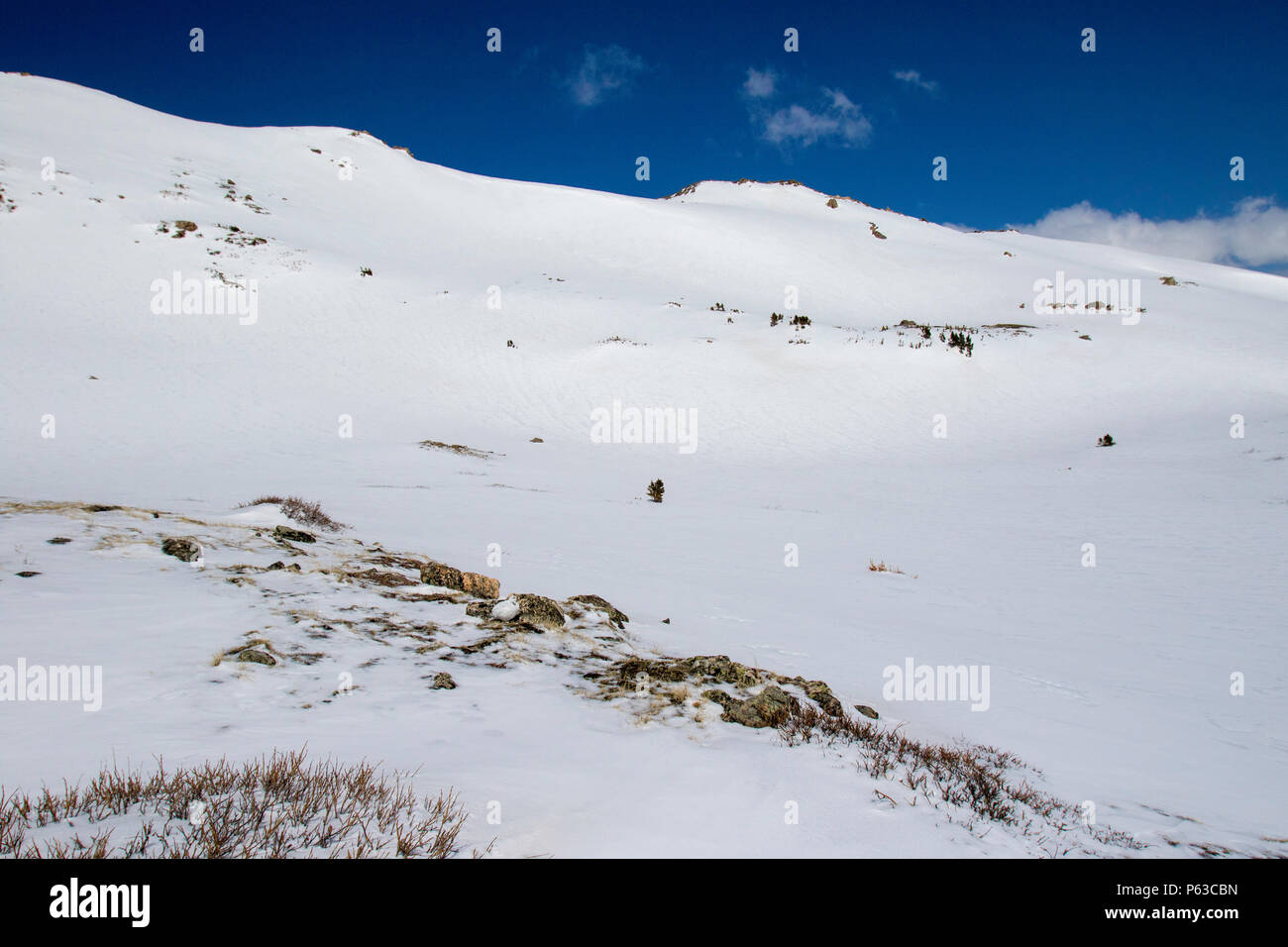 White-tailed Ptarmigan Lagopus leucurus Loveland Pass, Colorado, Stati Uniti 26 aprile 2018 maschio adulto in inverno piumaggio. Fasianidi Foto Stock