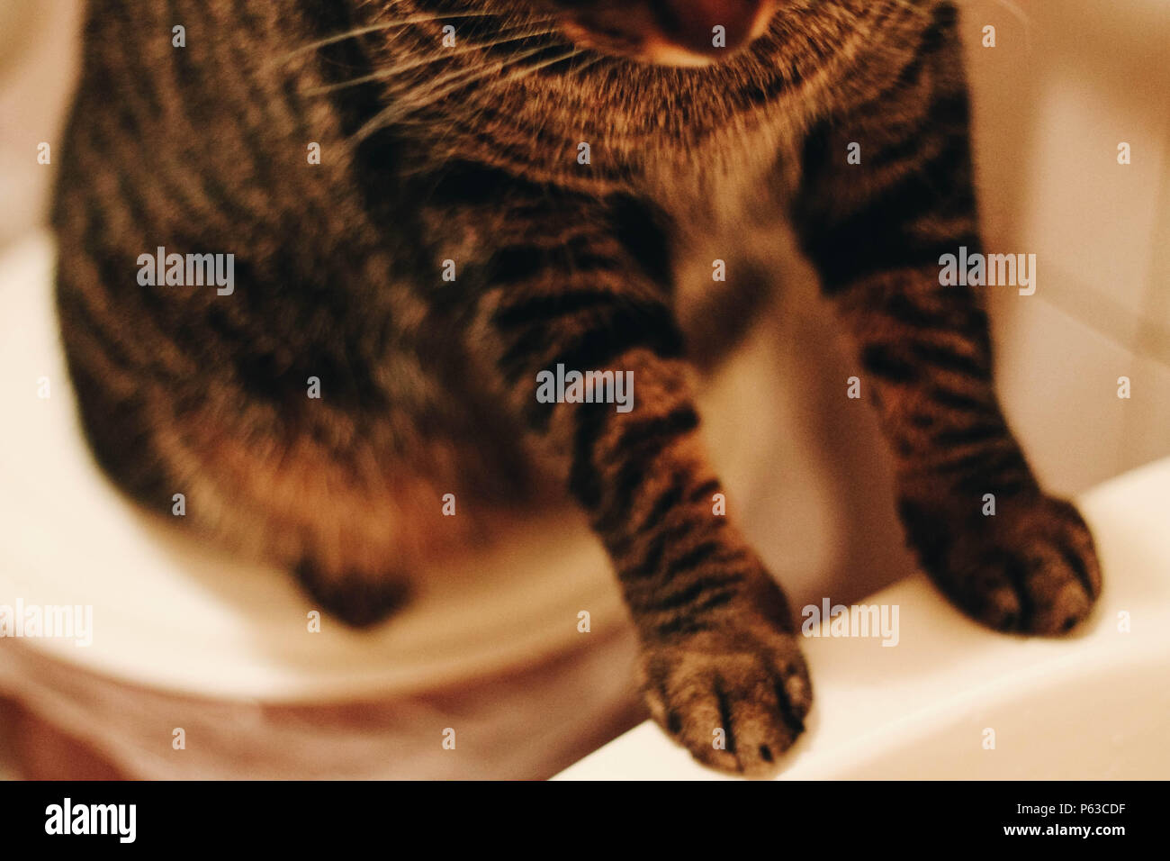 Zampe di gatto in bagno (curioso cat) Foto Stock