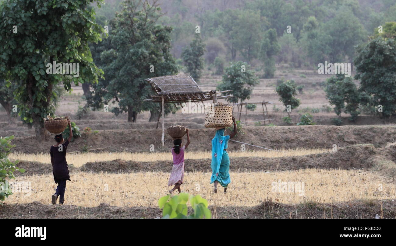 Le donne in India rurale lavorare duramente per sostenere le loro famiglie. Questa immagine mostra tre donne in un villaggio indiano a piedi collectt legna da ardere. Foto Stock