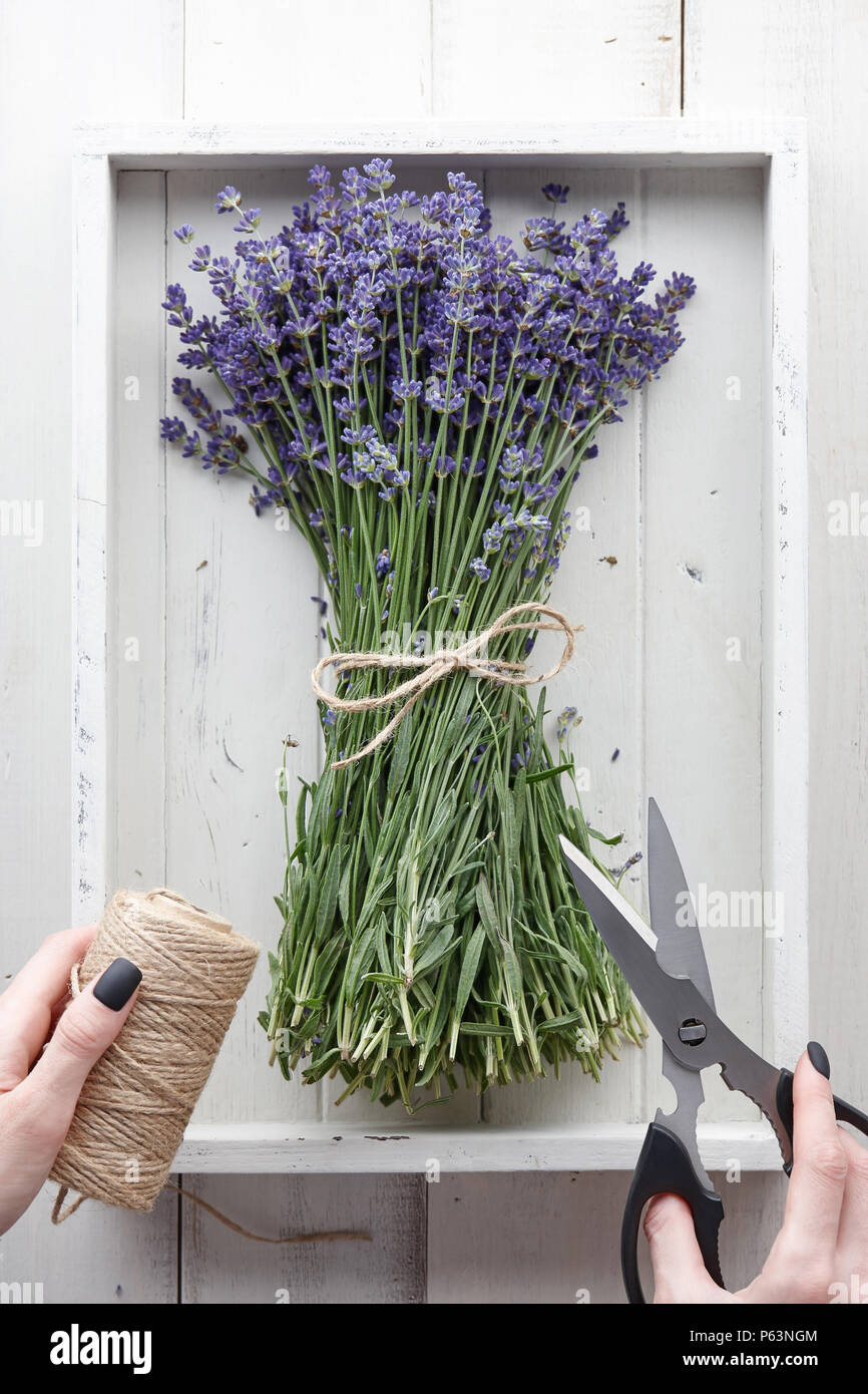 Il legame di fiori di lavanda con forbici e corda Foto Stock