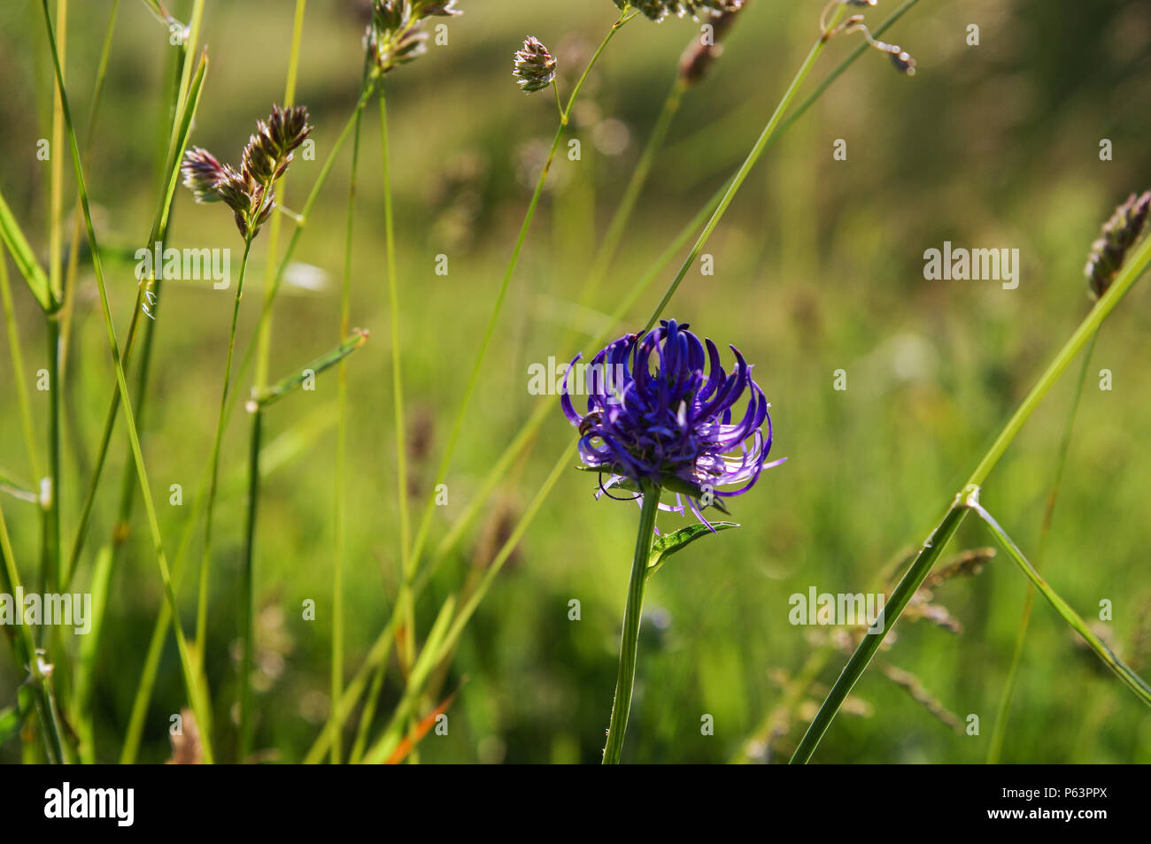 Piuttosto a testa tonda fioritura rampion sulla collina Wolstonbury nel West Sussex Foto Stock