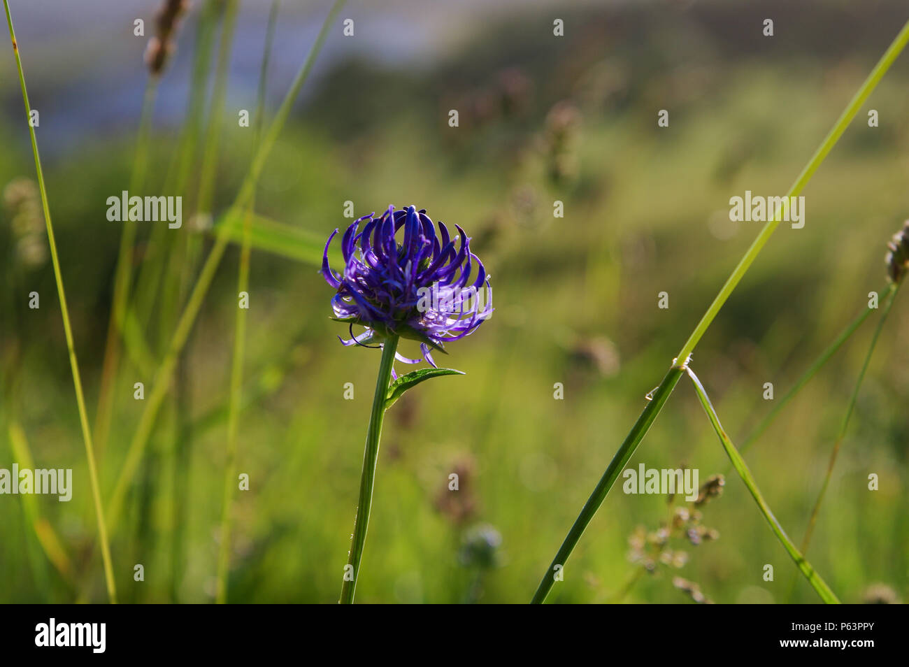 Piuttosto a testa tonda fioritura rampion sulla collina Wolstonbury nel West Sussex Foto Stock