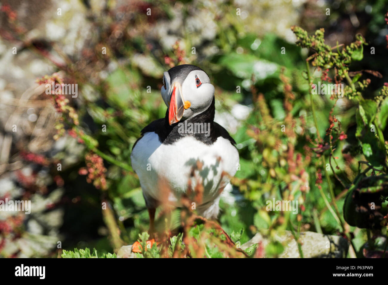 Atlantico nesting pulcinelle di mare sulla lunga - Treshnish Isles (Ebridi Interne, Scozia) Foto Stock