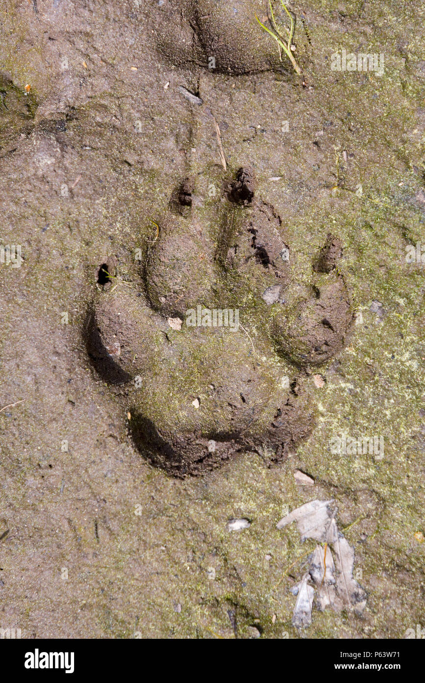 Tracciamento animali dalle stampe: una chiara impronta del cane nel fango. Foto Stock