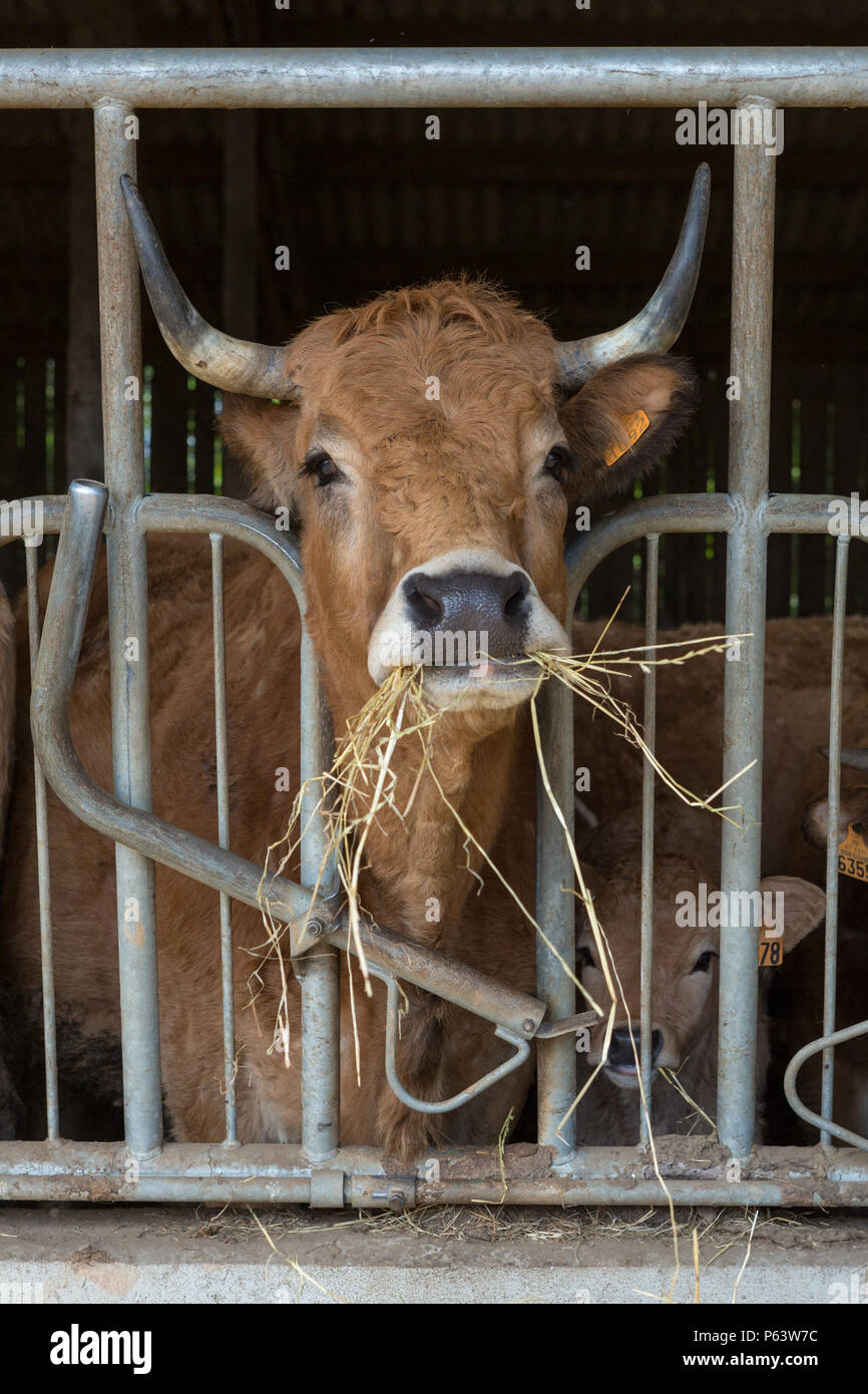 Corno francese bovini da latte alimentare sul fieno in stallo. Foto Stock