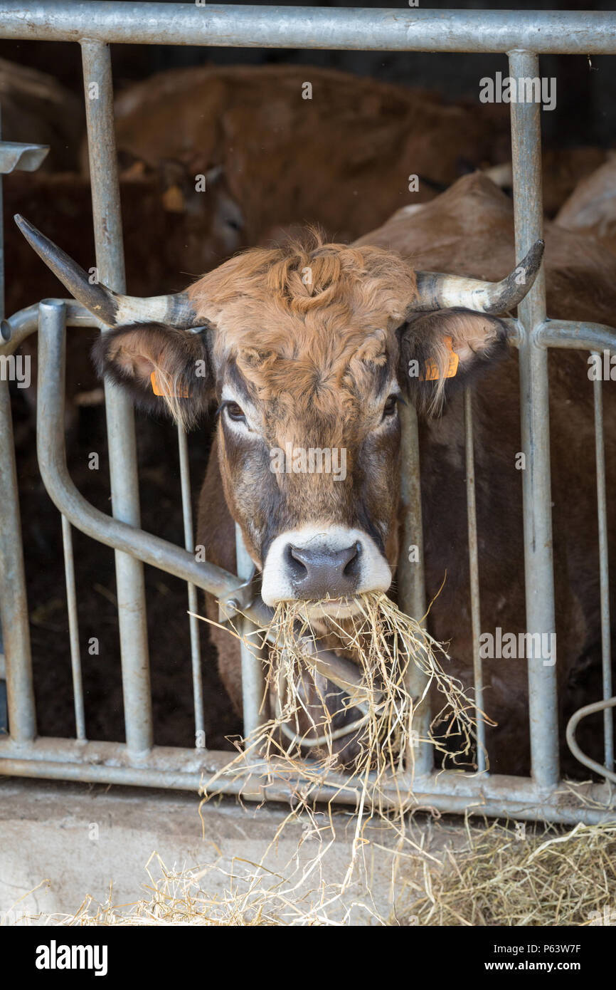 Corno francese bovini da latte alimentare sul fieno in stallo. Foto Stock