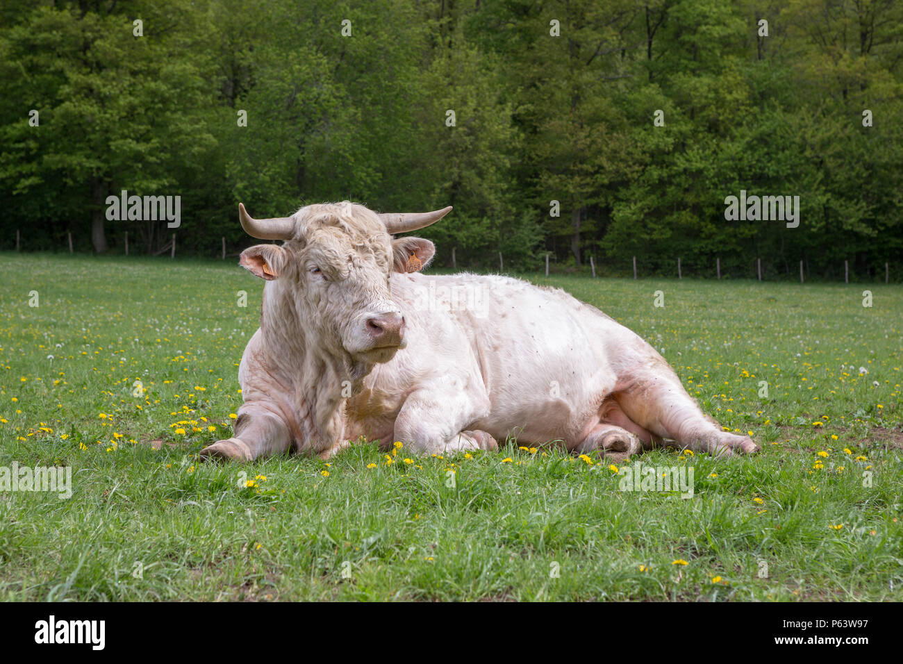 Un giovane Charolais bull ruminating in un verde pascolo. Foto Stock