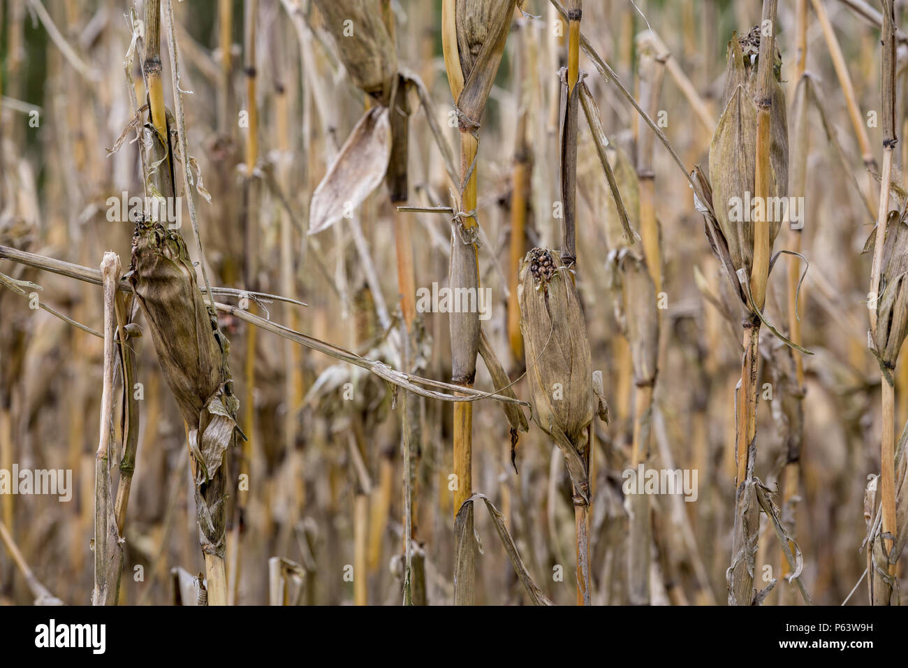 Morto essiccato piante di mais in un campo che ha sofferto a lungo colpita dalla siccità periodi. Foto Stock