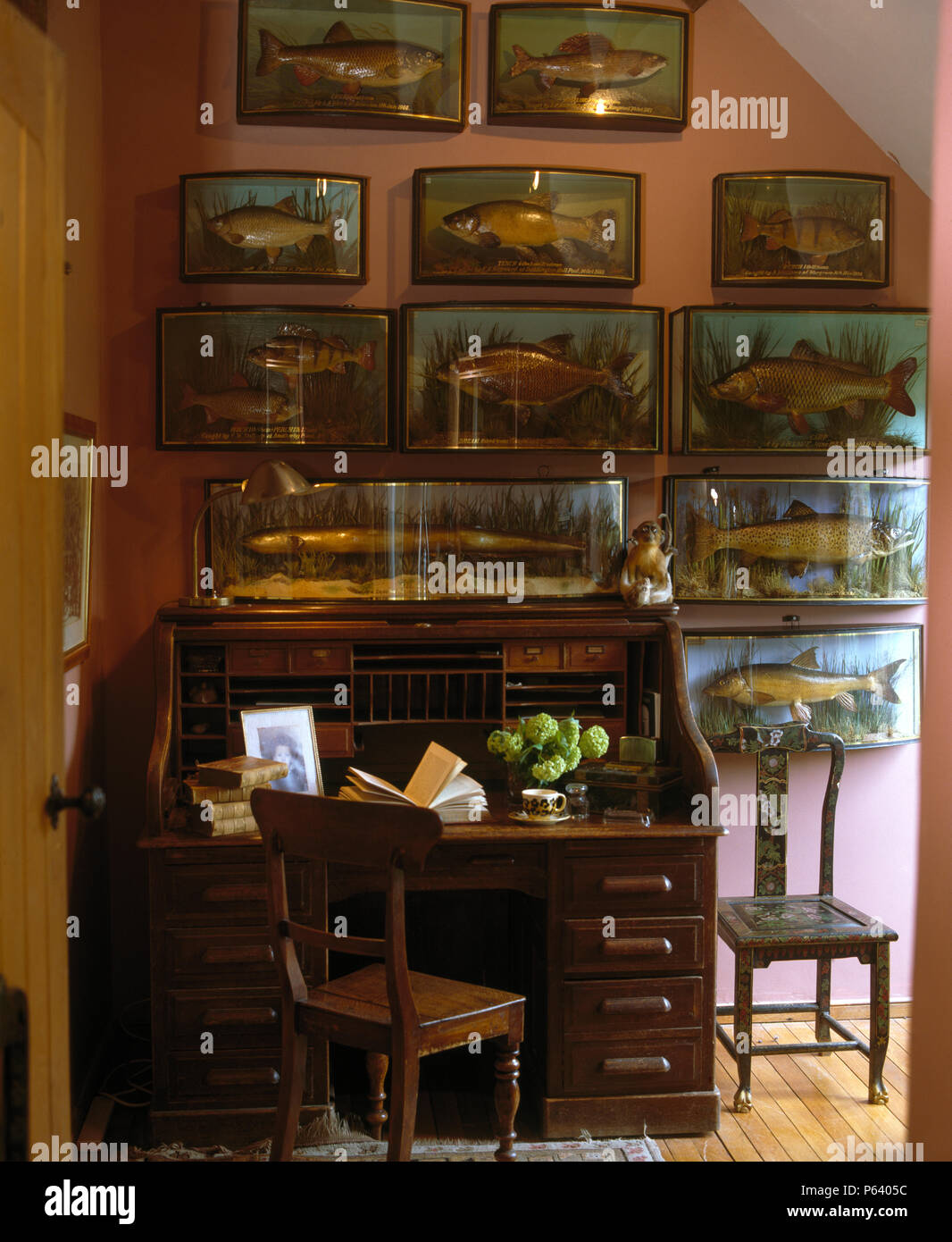 Raccolta di casi di vetro di pesce ripieno al di sopra di un'antica scrivania e sedia in cottage studio Foto Stock