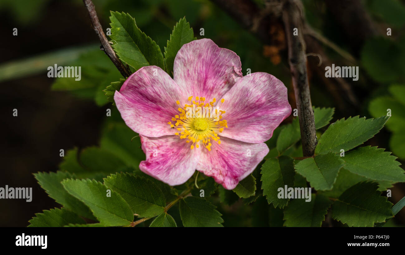 Wild Rose fiore, Rosa woodsii, Pianure orientali del Colorado USA Foto Stock