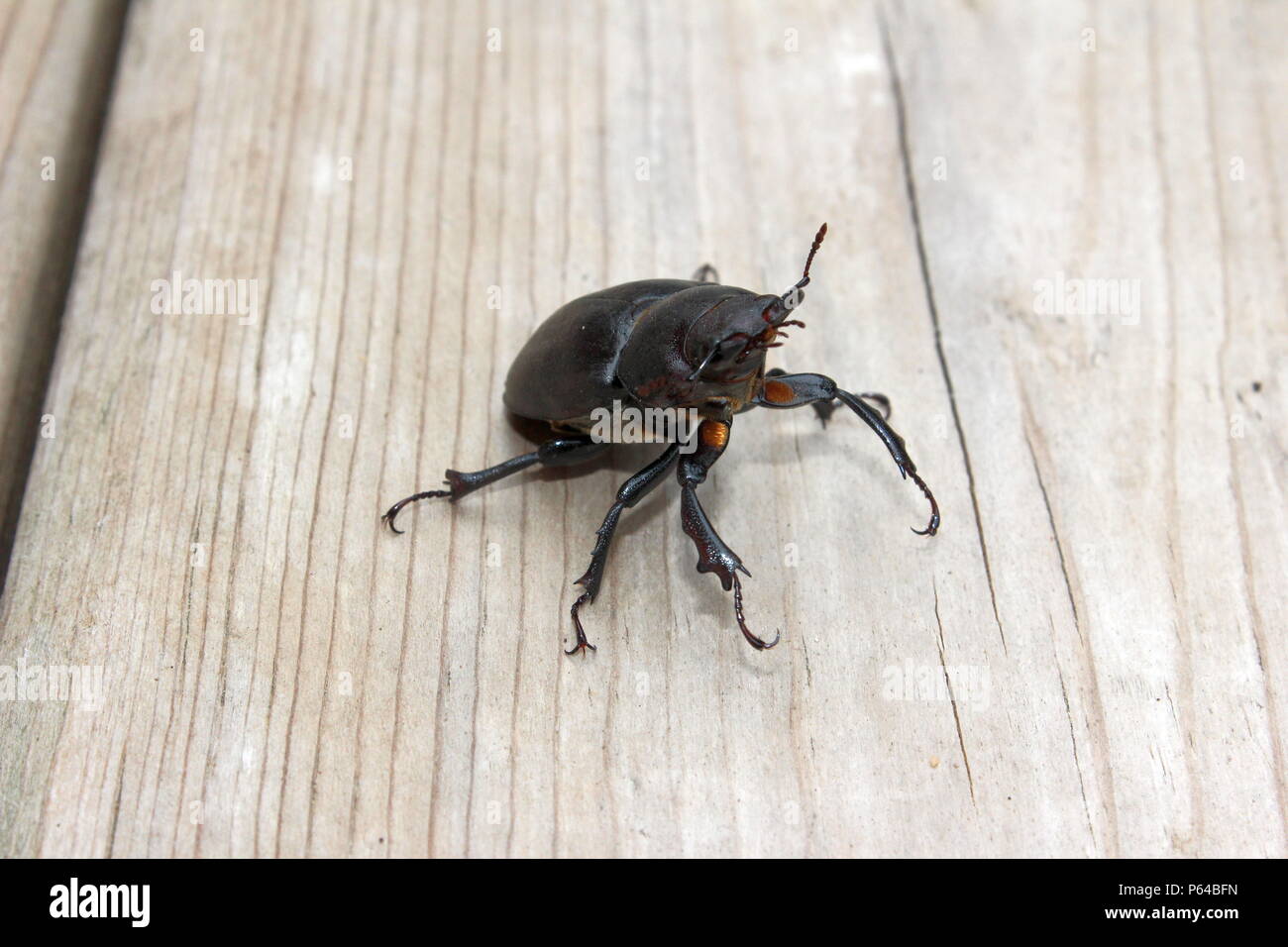 Un coleottero nero allevamento fino Foto Stock
