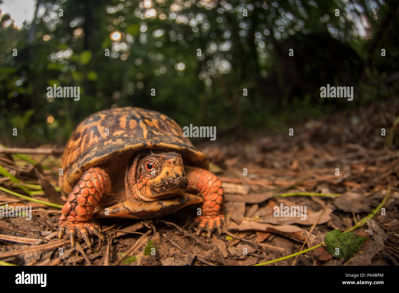 Una comune scatola tartaruga (Terrapene carolina) facendo strada lungo il suolo della foresta nella parte orientale della Carolina del Nord in un pomeriggio caldo d'estate. Foto Stock