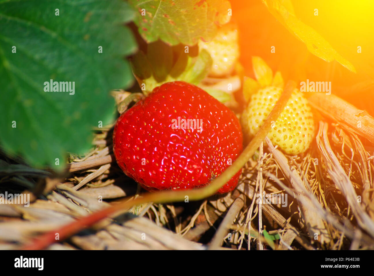 Fragole rosso sul fieno nel giardino. Foto Stock