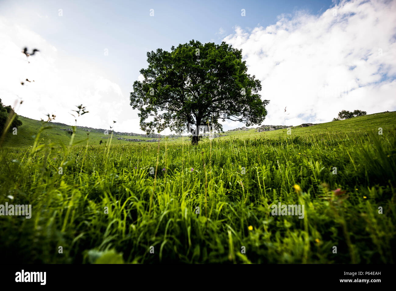 Magic lonely tree in un pendio di montagna con erba verde intorno e un cielo nuvoloso Foto Stock