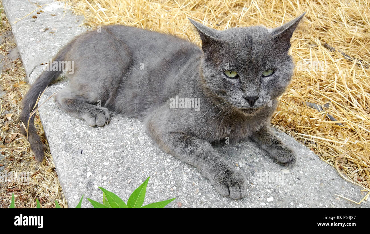 Senzatetto grigio bel gatto Foto Stock