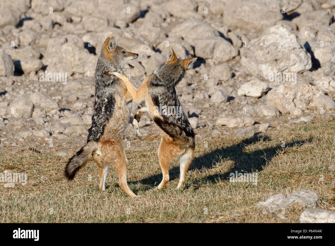 Nero-backed sciacalli (Canis mesomelas), due giovani animali giocando, il Parco Nazionale di Etosha, Namibia, Africa Foto Stock
