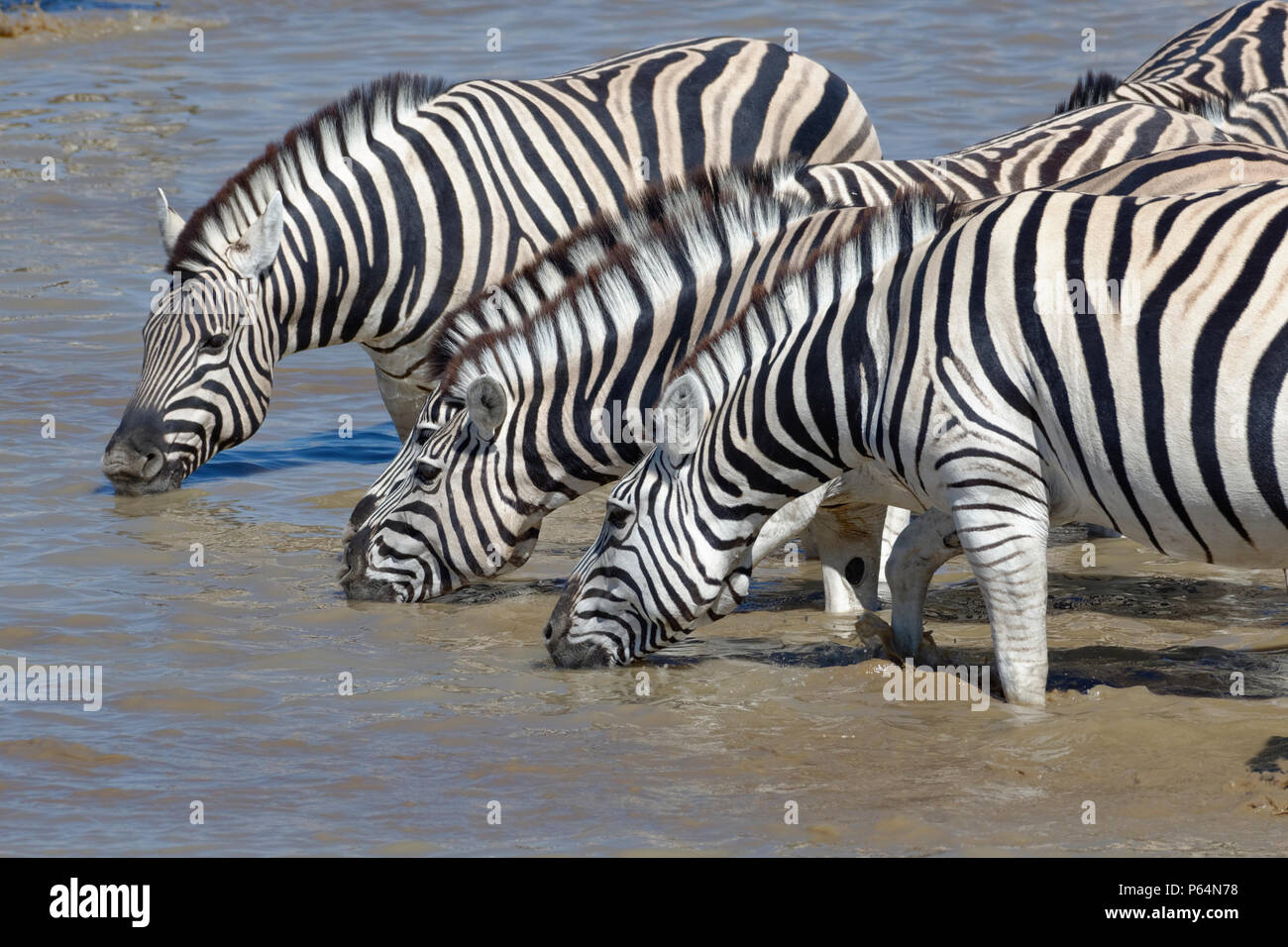 Allevamento di Burchell's zebre (Equus quagga burchellii) in piedi in acqua potabile, Okaukuejo Waterhole, il Parco Nazionale di Etosha, Namibia, Africa Foto Stock