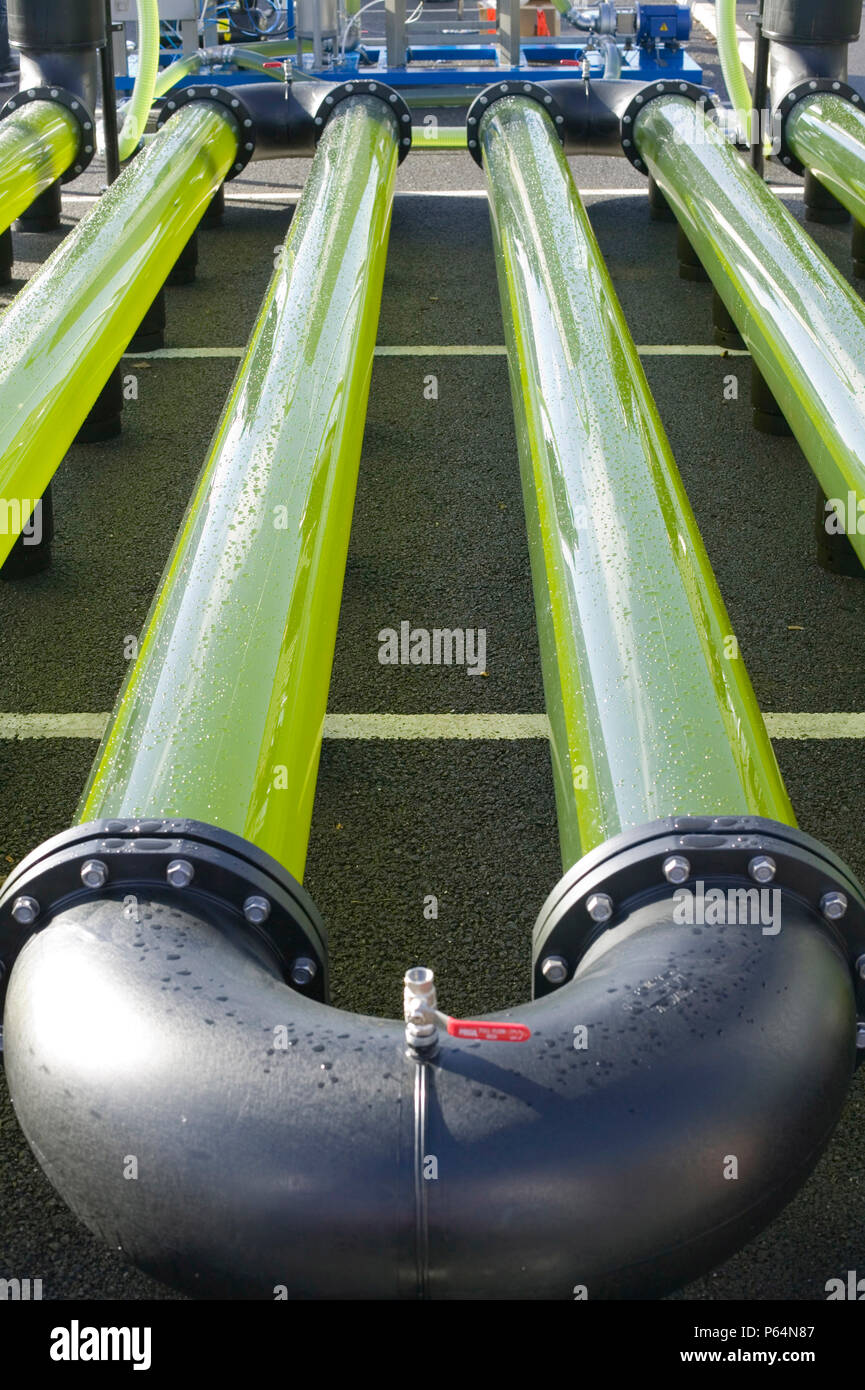 Un AlgaeLink alghe sistema di coltivazione che viene raccolto per rendere l'etanolo e il biodiesel. La produzione di olio da alghe in questo modo è molto più efficiente di fr Foto Stock Un AlgaeLink alghe sistema di coltivazione che viene raccolto per rendere l'etanolo e il biodiesel. La produzione di olio da alghe in questo modo è molto più efficiente di fr Foto Stock