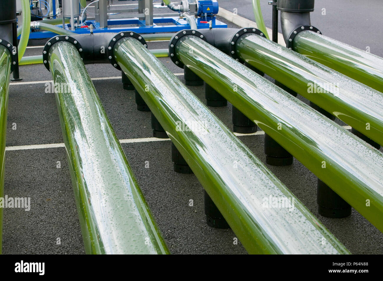 Un AlgaeLink alghe sistema di coltivazione che viene raccolto per rendere l'etanolo e il biodiesel. La produzione di olio da alghe in questo modo è molto più efficiente di fr Foto Stock Un AlgaeLink alghe sistema di coltivazione che viene raccolto per rendere l'etanolo e il biodiesel. La produzione di olio da alghe in questo modo è molto più efficiente di fr Foto Stock