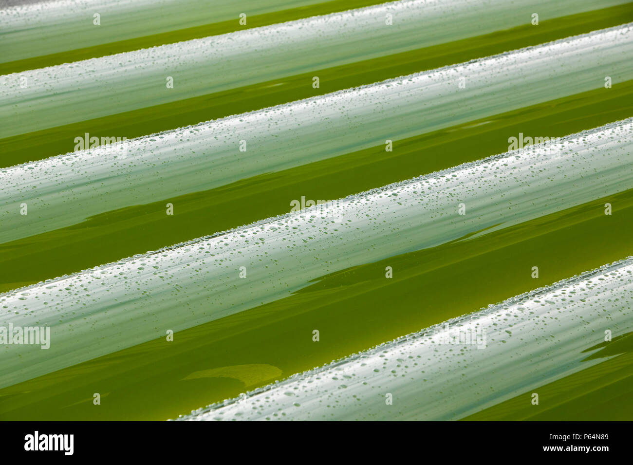 Un AlgaeLink alghe sistema di coltivazione che viene raccolto per rendere l'etanolo e il biodiesel. La produzione di olio da alghe in questo modo è molto più efficiente di fr Foto Stock Un AlgaeLink alghe sistema di coltivazione che viene raccolto per rendere l'etanolo e il biodiesel. La produzione di olio da alghe in questo modo è molto più efficiente di fr Foto Stock