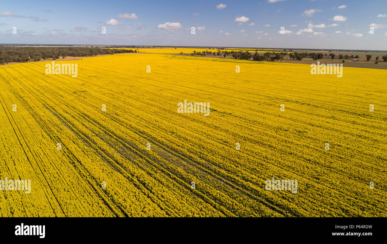 Vista aerea di colore giallo brillante canola colture con cielo blu su terreni agricoli in Narromine, Nuovo Galles del Sud, Australia Foto Stock