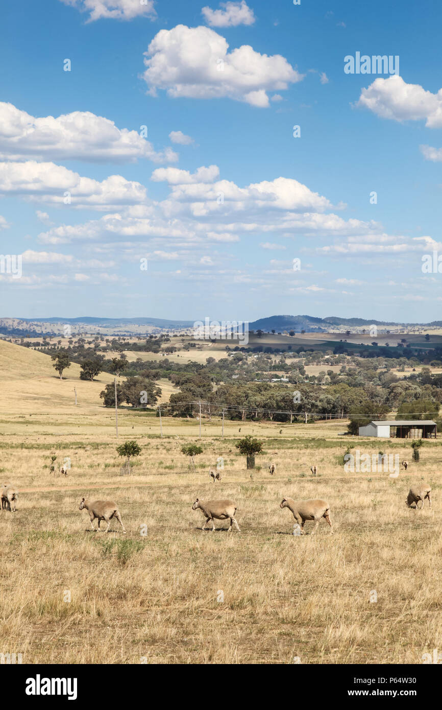 I campi di rotolamento con pecore nella periferia di Cowra nella parte occidentale del Nuovo Galles del Sud Australia. La zona di Cowra è casa di buona agricoltura e pascoli. Esso Foto Stock