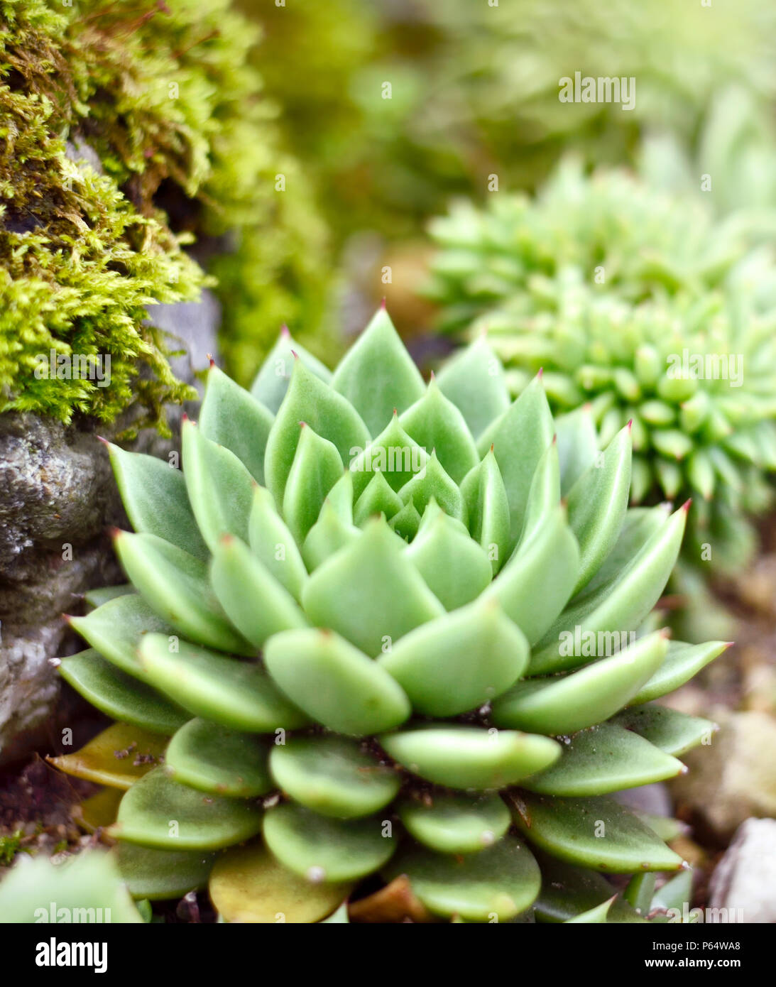 Il verde di piante succulente, belle piante del deserto, close-up shot. Foto Stock