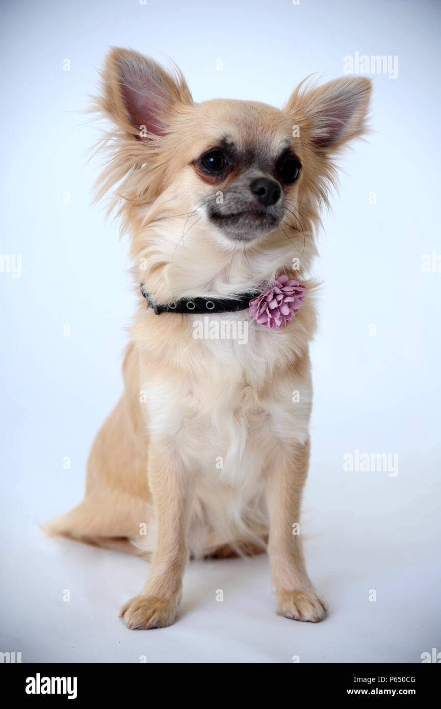 Cani Foto Stock