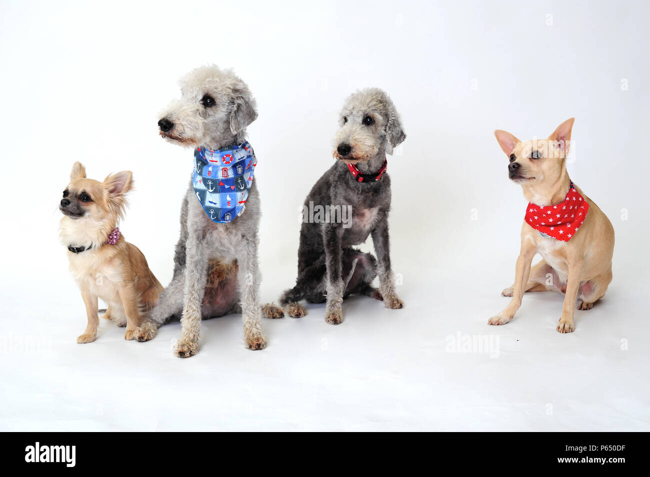 Cani Foto Stock