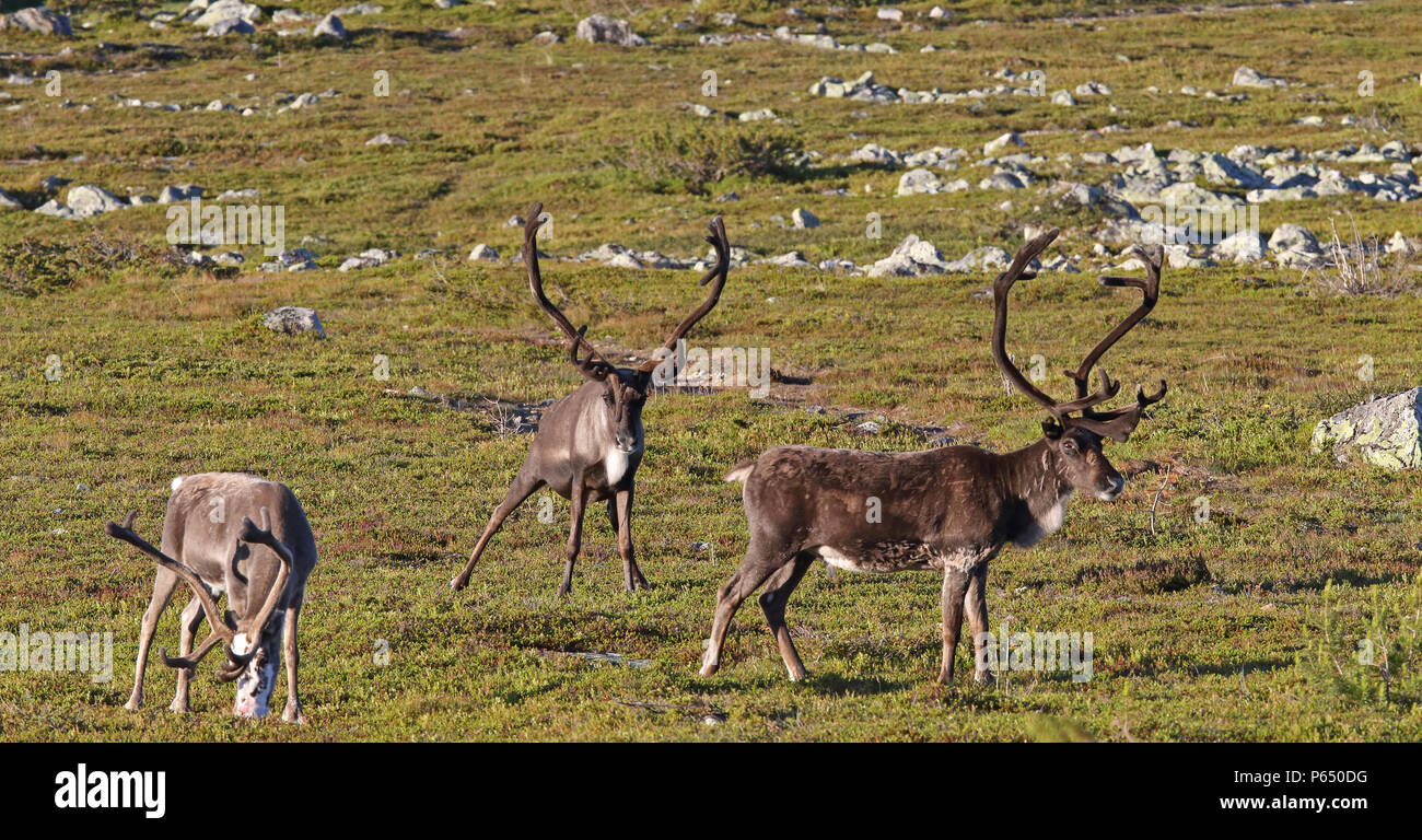 Tre renne maschio con grandi corna in piedi sulla tundra svedese in estate Foto Stock