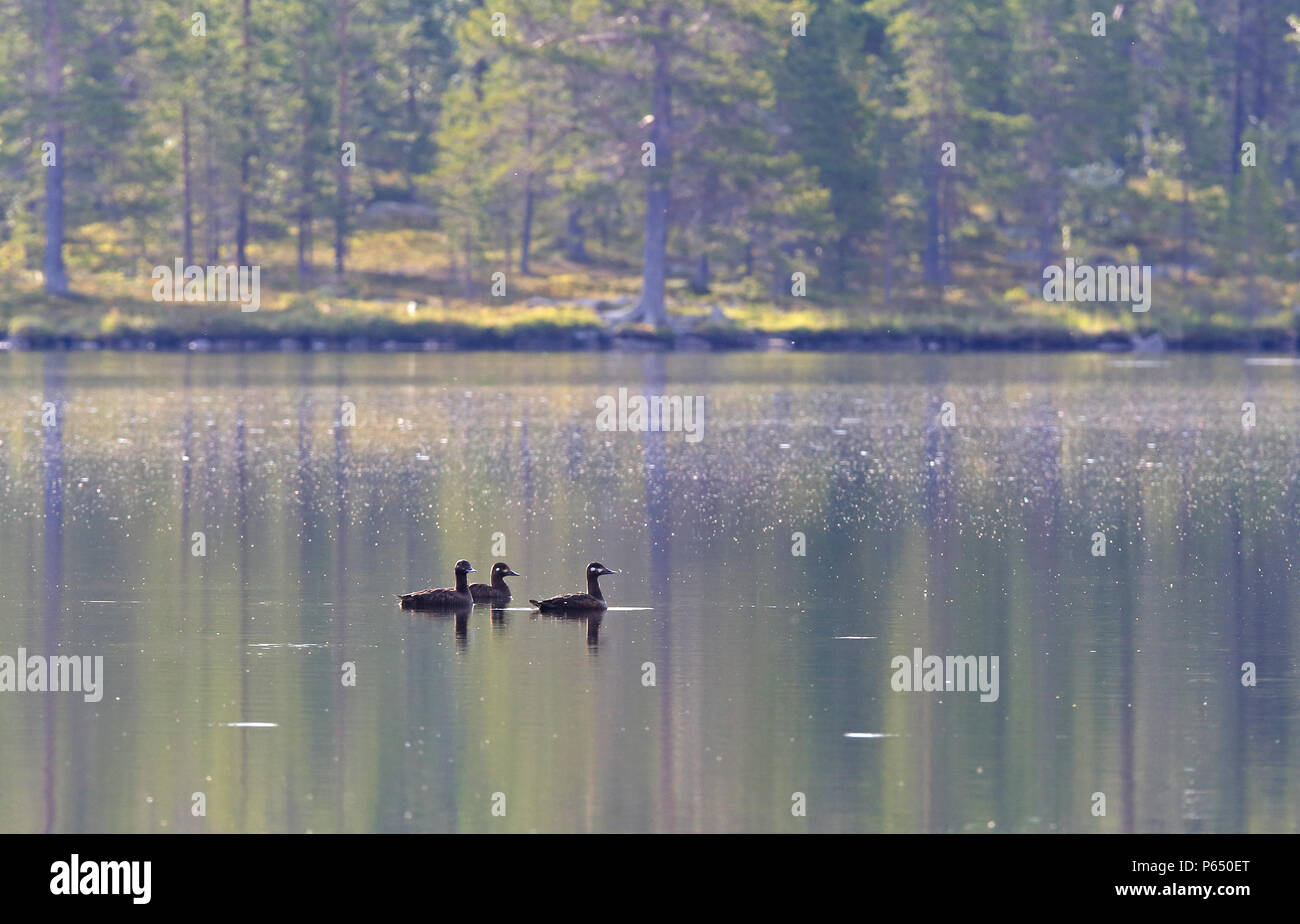 Tre velvet che nuotano nel lago tranquillo, Härjedalen, Svezia Foto Stock