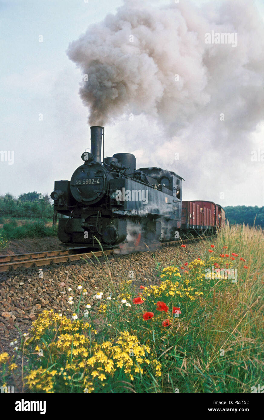 Un tedesco /Selketalbahn manometro misuratore 0-4-4-0T Mallet tempeste passato i fiori di stagione alta con un misto di treno da Gernrode a Alexisbad. Foto Stock